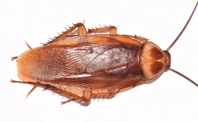 Infinite Pest Solutions — photo from the business 7