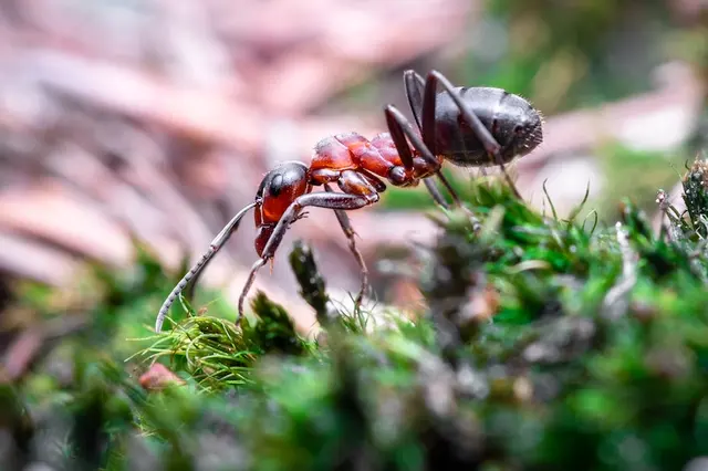 Infinite Pest Solutions — photo from the business 3