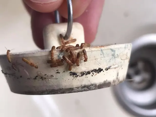 Infinite Pest Solutions — photo from the business 12