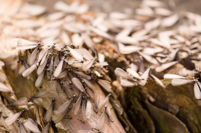 Infinite Pest Solutions — photo from the business 4