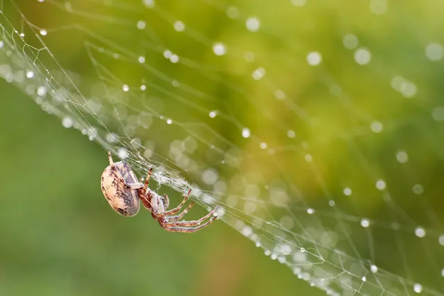 Infinite Pest Solutions — photo from the business 11
