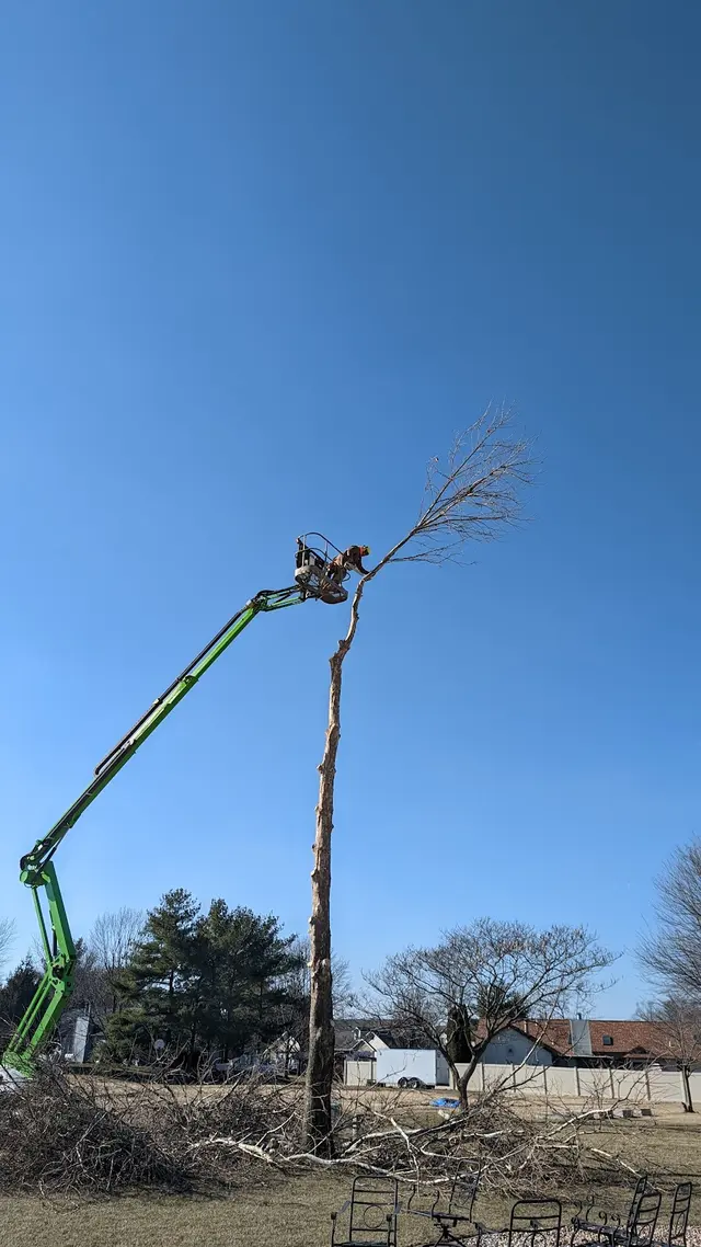 Meurer Brothers Tree Care — customer photo 8