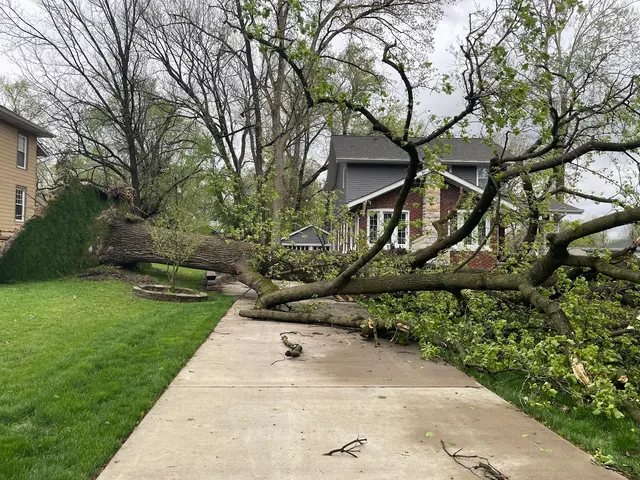 Meurer Brothers Tree Care — customer photo 4