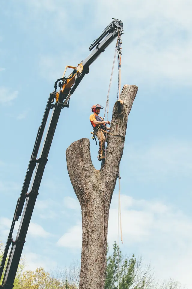 Meurer Brothers Tree Care — customer photo 2