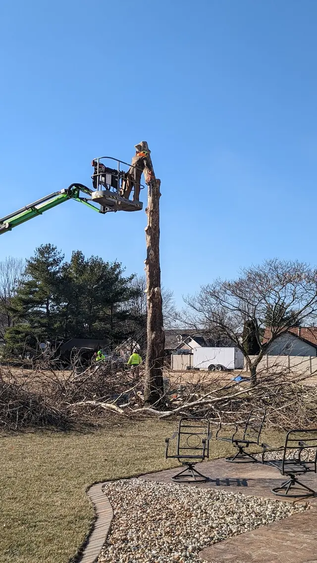 Meurer Brothers Tree Care — customer photo 10