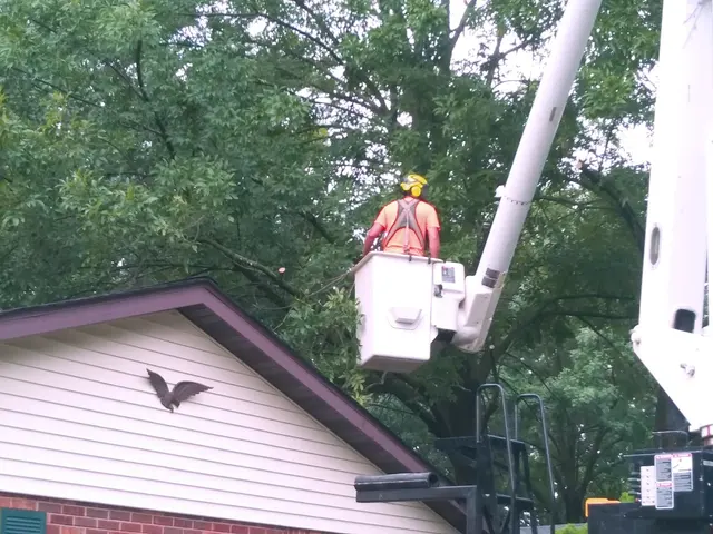 Meurer Brothers Tree Care — customer photo 6