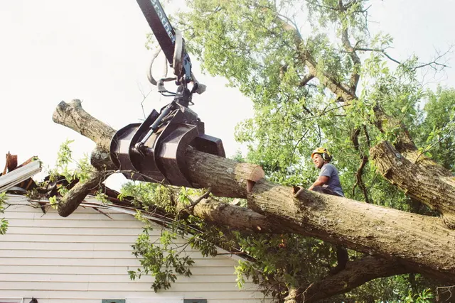 Meurer Brothers Tree Care — customer photo 7