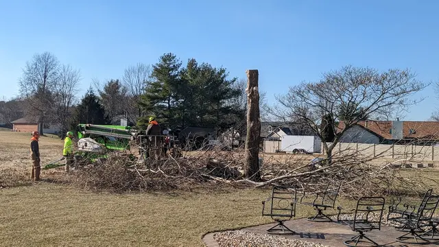 Meurer Brothers Tree Care — customer photo 12