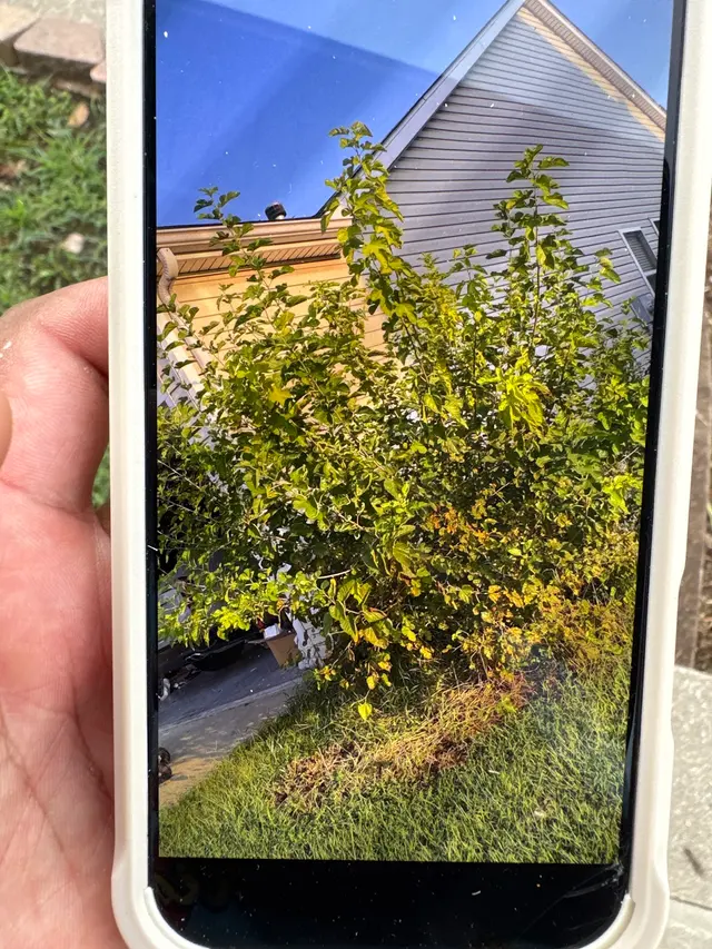 Lawn Mex Inc and Tree Service — customer photo 6