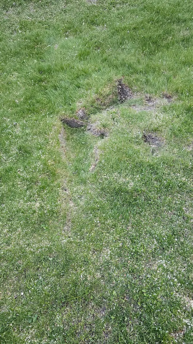 Lawn Mex Inc and Tree Service — customer photo 9