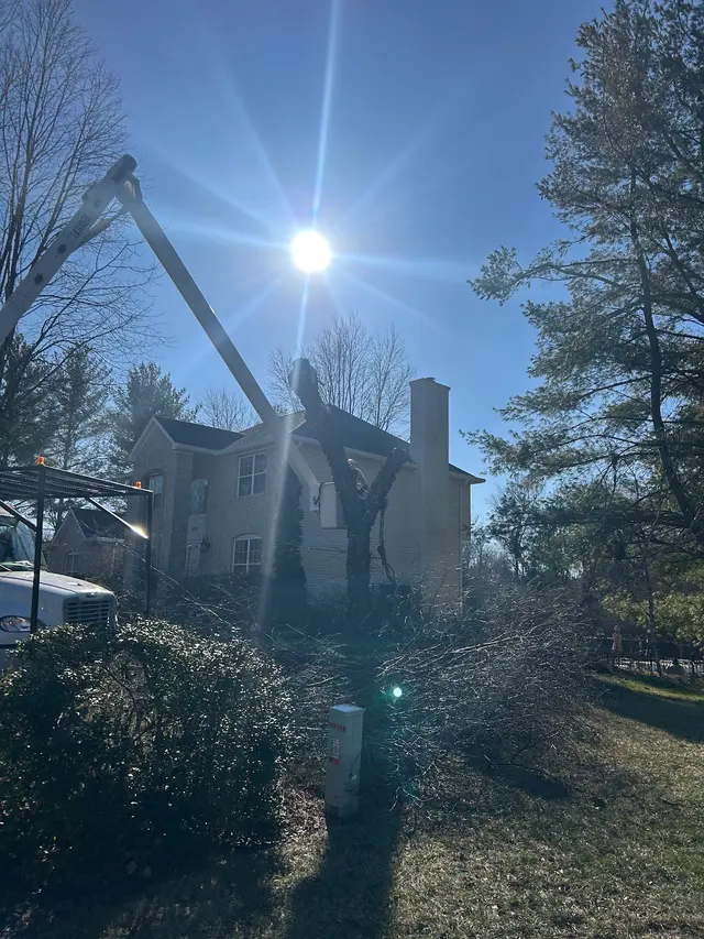 Lawn Mex Inc and Tree Service — customer photo 8