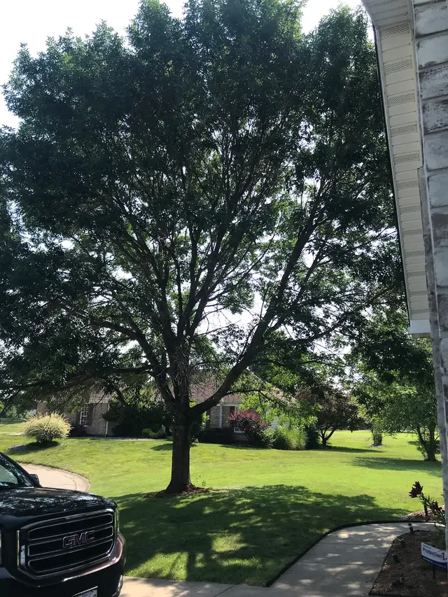 American Tree Doctor, LLC — customer photo 9