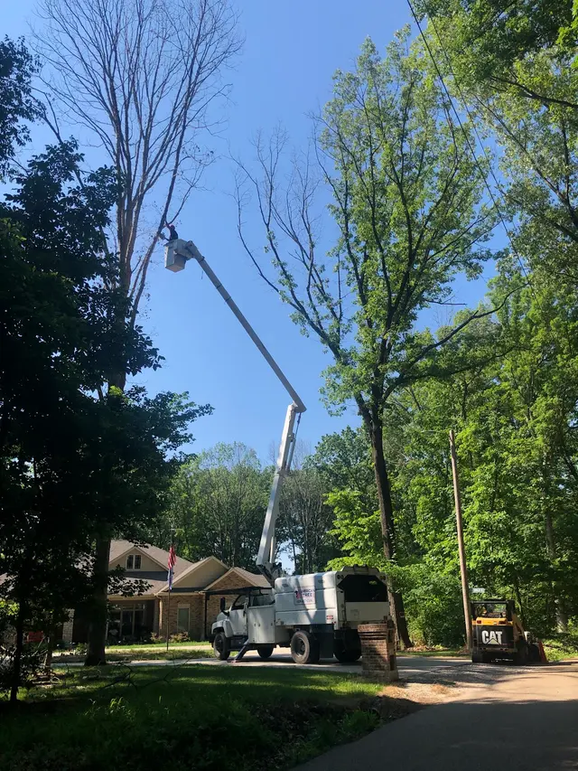American Tree Doctor, LLC — customer photo 8