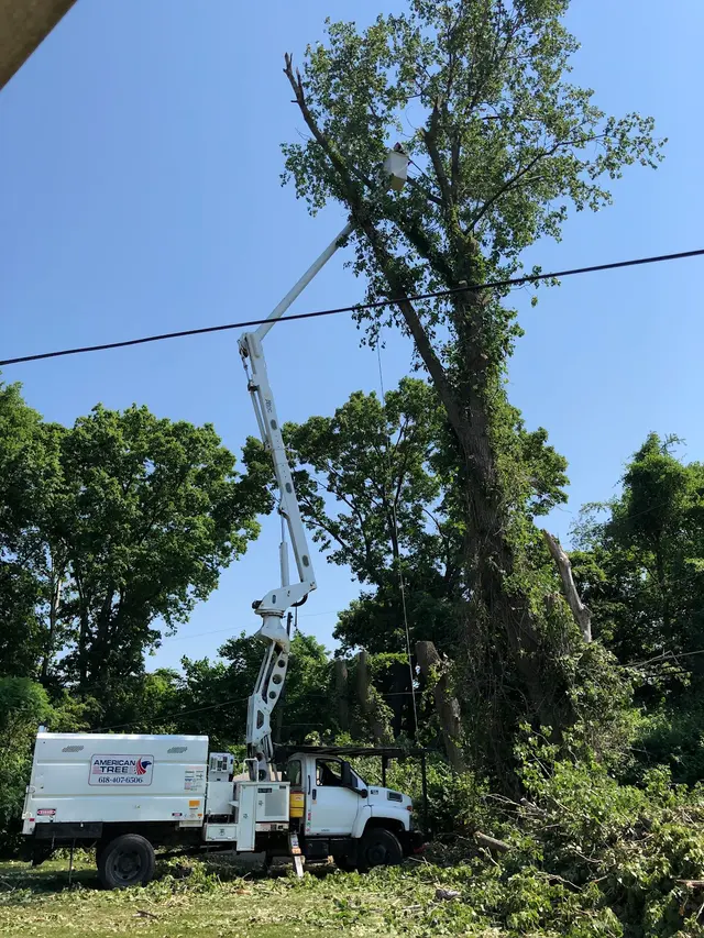 American Tree Doctor, LLC — customer photo 4
