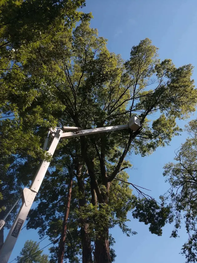 American Tree Doctor, LLC — photo from the business 5