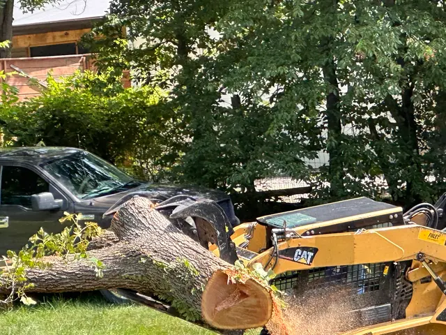 American Tree Doctor, LLC — customer photo 7