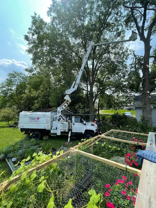 American Tree Doctor, LLC — customer photo 11