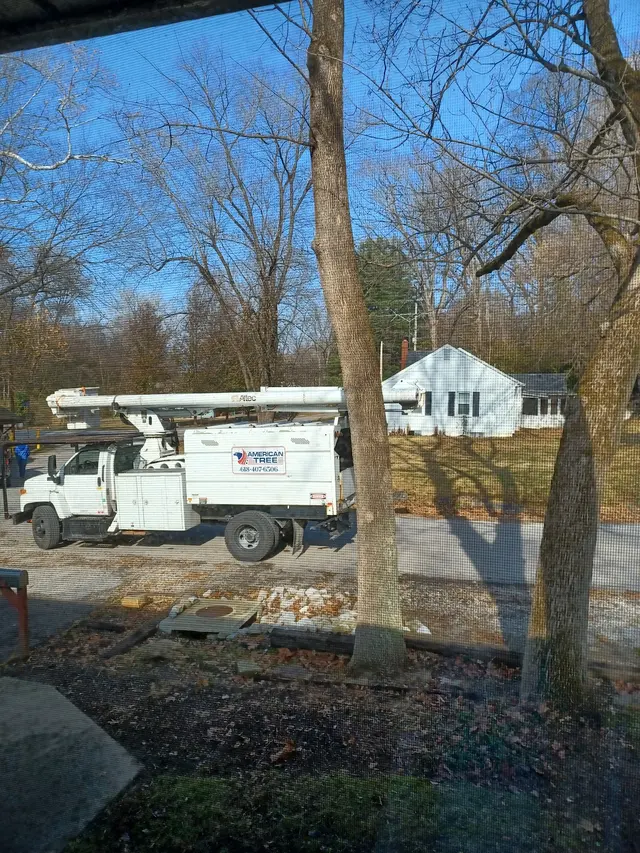 American Tree Doctor, LLC — customer photo 2
