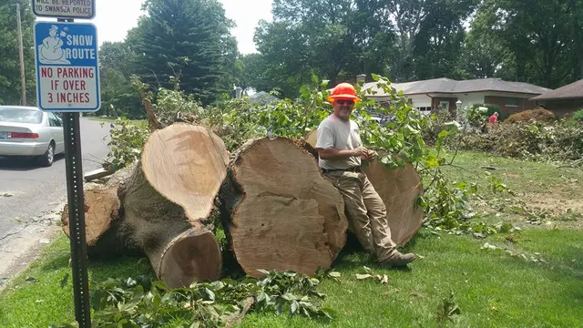 American Tree Doctor, LLC — photo from the business 6