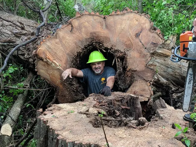 American Tree Doctor, LLC — photo from the business 3